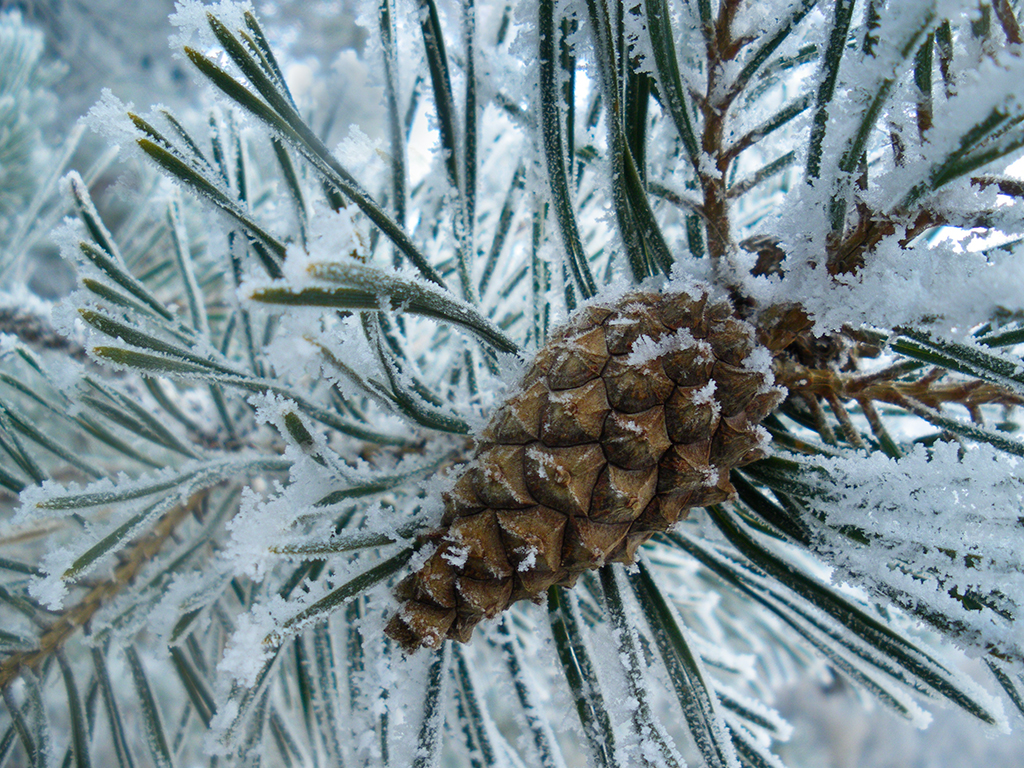 Winter’s Frosty Pine by Michelle Lane