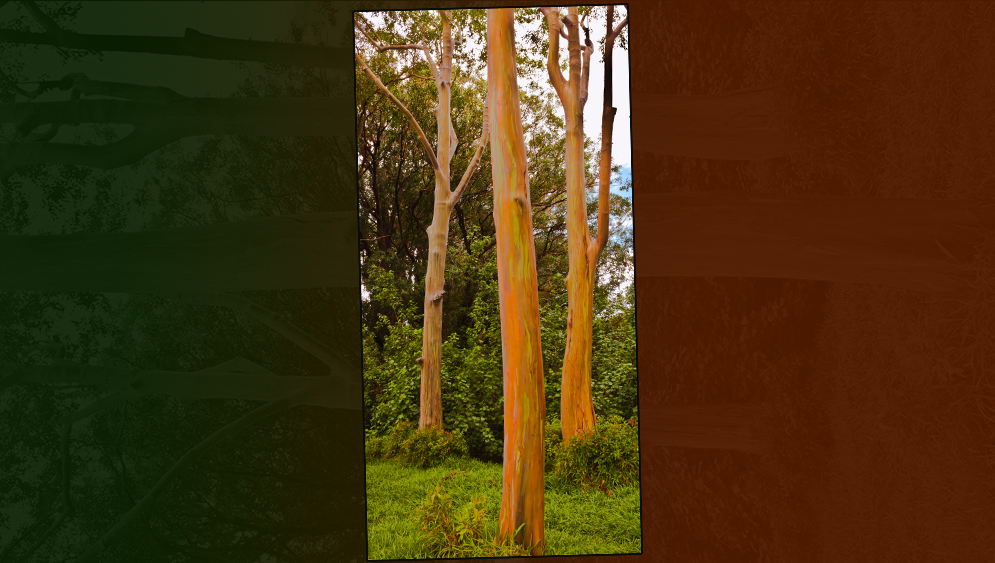 Rainbow Eucalyptus Trio by Brian Yurkowski