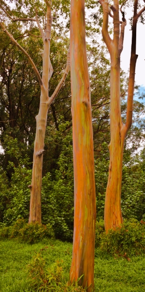 Rainbow Eucalyptus Trio