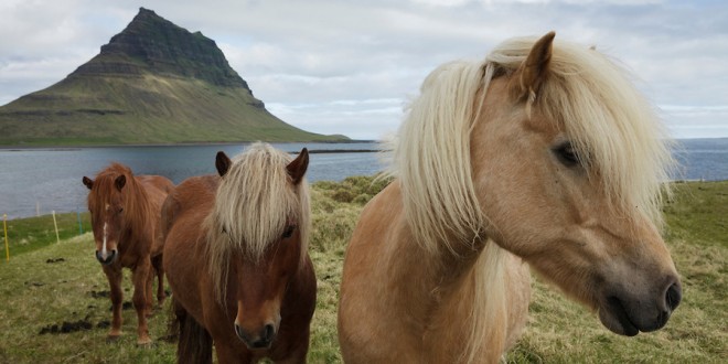 Icelandinc horses