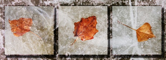Leaves On Ice by Betty Calvert